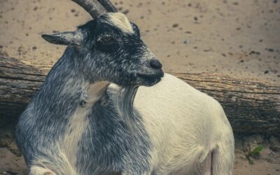 How ‘buying a goat project’ led to sustainable communities in Cameroon